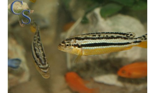 Melanochromis auratus